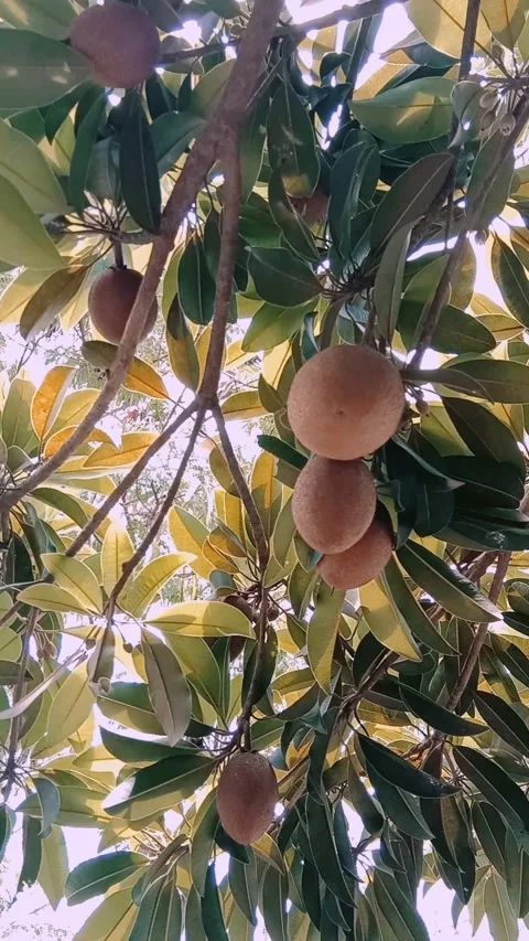 Sapodilla fruit Video stock 221456830