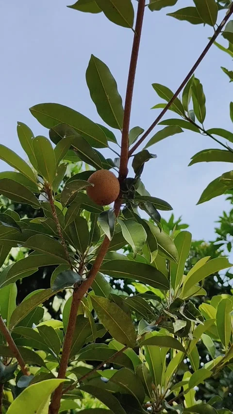 Sapodilla fruit Stock Footage 288005501