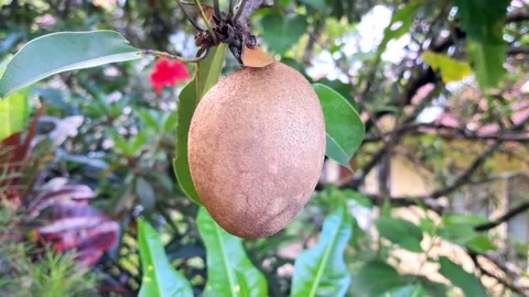 Sapodilla fruit Stock Footage 329908518