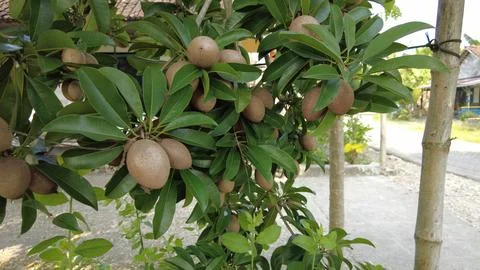 Sapodilla fruit grows thick and fresh 스톡 사진