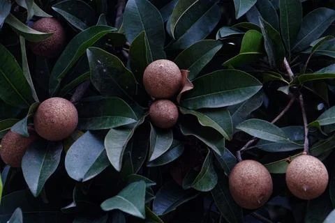 Sapodilla Fruit Stock Photos
