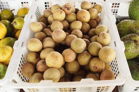 Sapodilla fruit Stock Photos