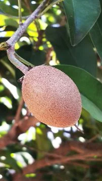 Sapodilla fruit Stock Photos