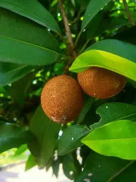Sapodilla fruit Stock Photos