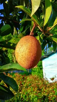 Sapodilla fruit Stock Photos