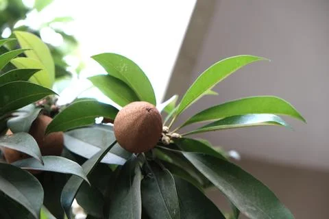 Sapodilla Fruit Stock Photos