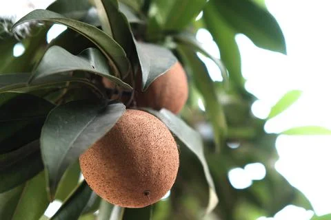 Sapodilla Fruit Stock Photos