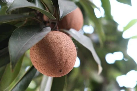 Sapodilla Fruit Stock Photos