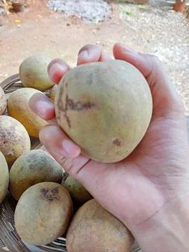 Sapodilla fruit Stock Photos