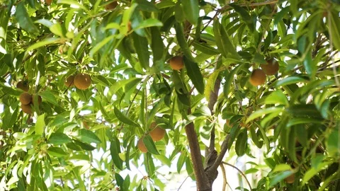 Sapodilla fruit on tree Stock Footage 100661109