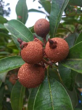 Sapodilla fruit on the tree Stock Photos
