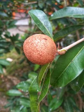 Sapodilla fruit on the tree Stock Photos