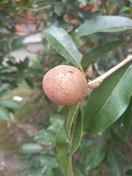Sapodilla fruit on the tree Stock Photos