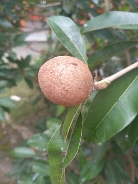 Sapodilla fruit on the tree Stock Photos
