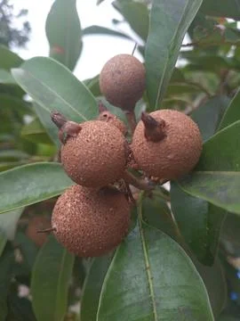 Sapodilla fruit on the tree Stock Photos