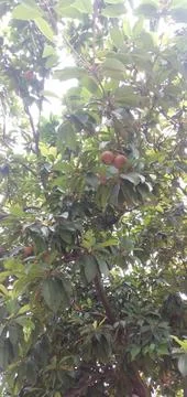 Sapodilla fruit tree Stock Photos