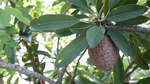 Sapodilla fruit on tree Foto stock