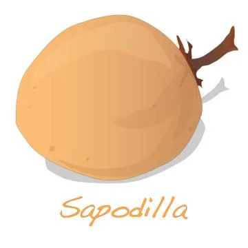 Sapodilla fruit vector isolated Stock Illustration