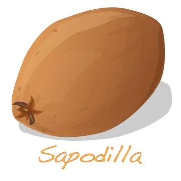 Sapodilla fruit vector isolated Stock Illustration