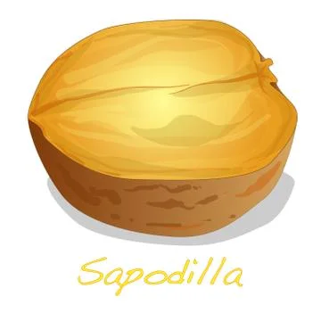 Sapodilla fruit vector isolated Stock Illustration