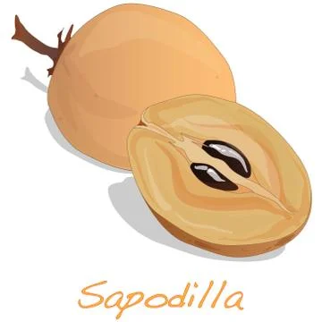 Sapodilla fruit vector isolated Stock Illustration