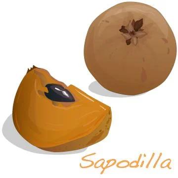 Sapodilla fruit vector isolated Stock Illustration