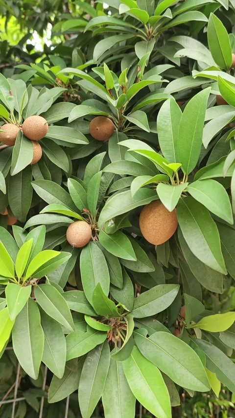 Sapodilla in the garden Stock Footage 330758591
