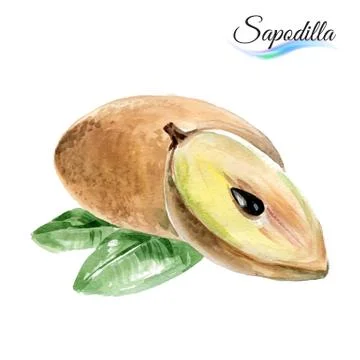 Sapodilla Stock Illustration