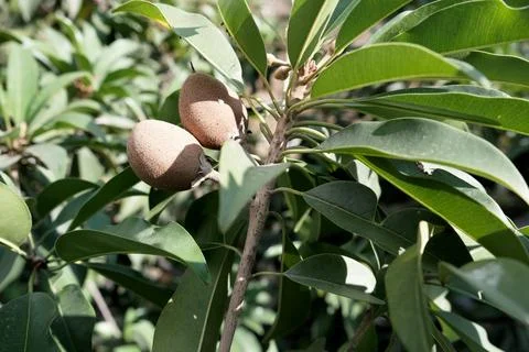 Sapodilla Stock Photos