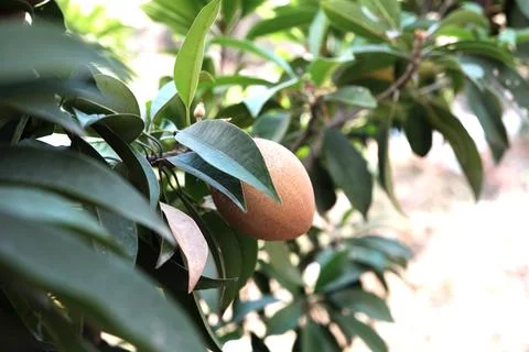 Sapodilla Stock Photos