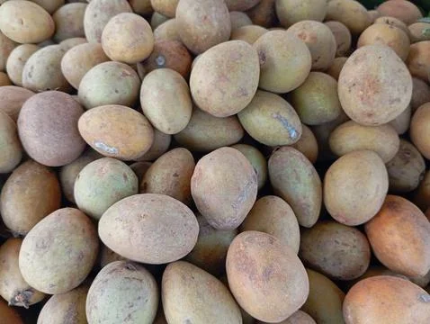 Sapodilla 库存照片