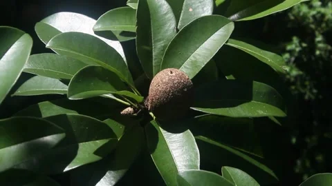 Sapodilla plants sway in the wind Stock Footage 229948618