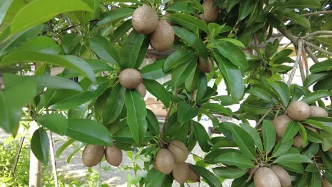 A sapodilla tree that bears a lot of fruit and is dense Video stock 226092695