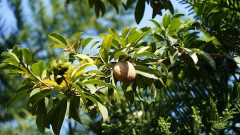 Sapodilla Tree With Fruit Close Up Foto stock
