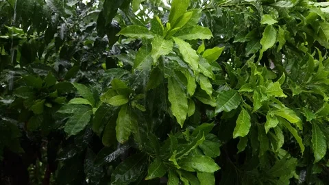 Sapodilla tree gets rained on. Stock Footage 258816465