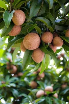 Sapodilla on tree Stock Photos