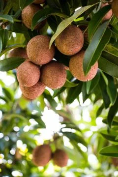 Sapodilla on tree Foto stock