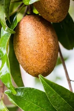 Sapodilla on tree Stock Photos