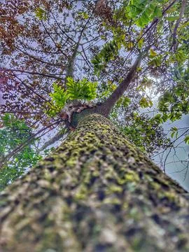 Sapodilla tree Фото