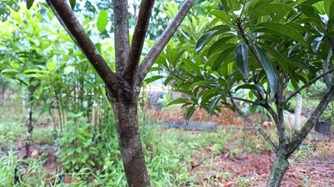 The sapodilla tree trunk 스톡 동영상 158750112