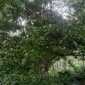 The sapodilla tree is very dense Stock Photos