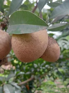 Sapodilla trees Stock Photos