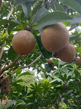 Sapodilla trees Stock Photos