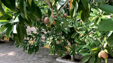 Sapota Chikoo DR Stock-Footage 138976796