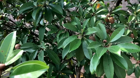 Sapota Chikoo Stock-Footage 138977289