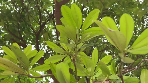 Sapota Tree Leaves in Wind with Green Nature Background India 스톡 동영상 331554631