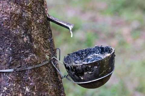 Sapping Natural Latex from Rubber Tree in a Rubber Plantation in Kerala India Foto stock