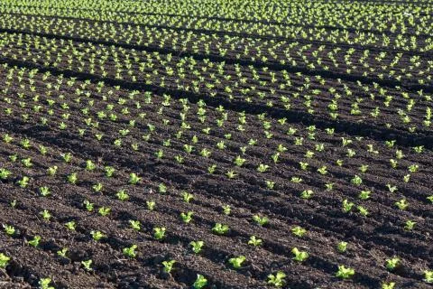 Sapplings Stock Photos