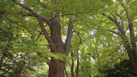 Sapporo Forest, Sun Through Leaves of Natural Scene in Hokkaido Japan Stock Footage 336949247