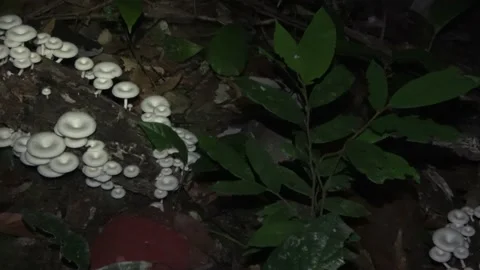 Saprophytic toadstools, Malaysia Stock Footage 224403383